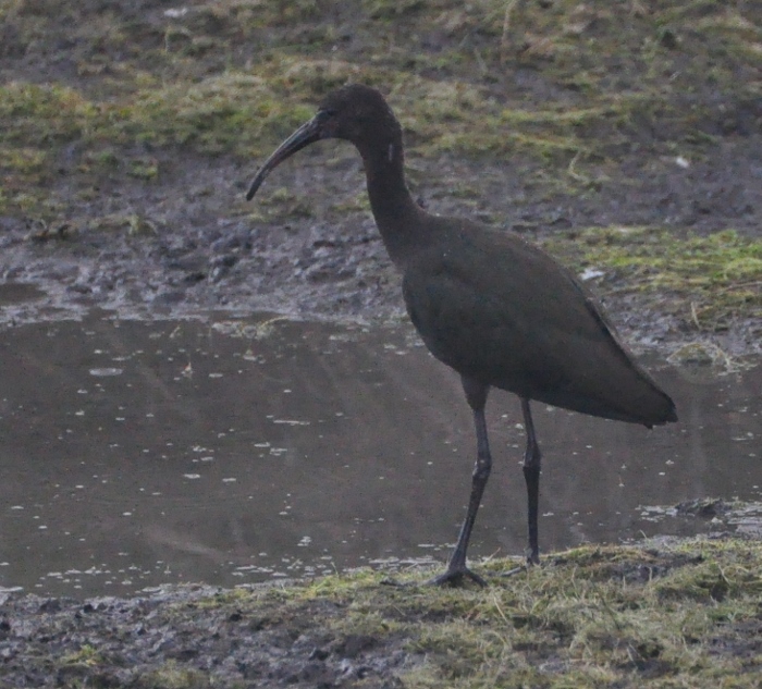 black-ibis